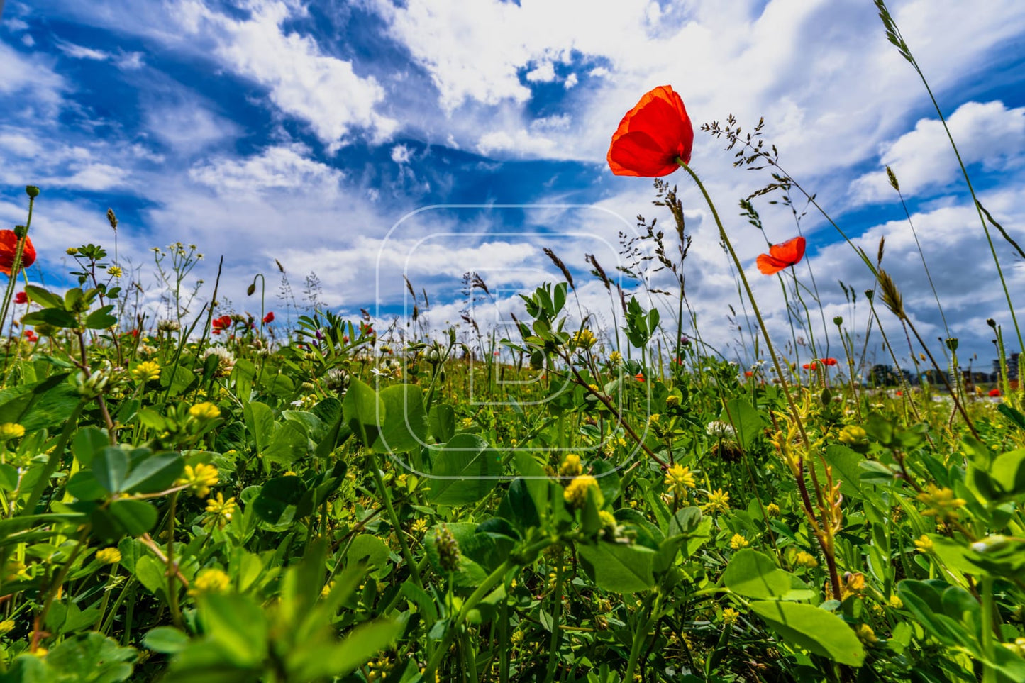 LANDSCHAP_STADSSTRAND
