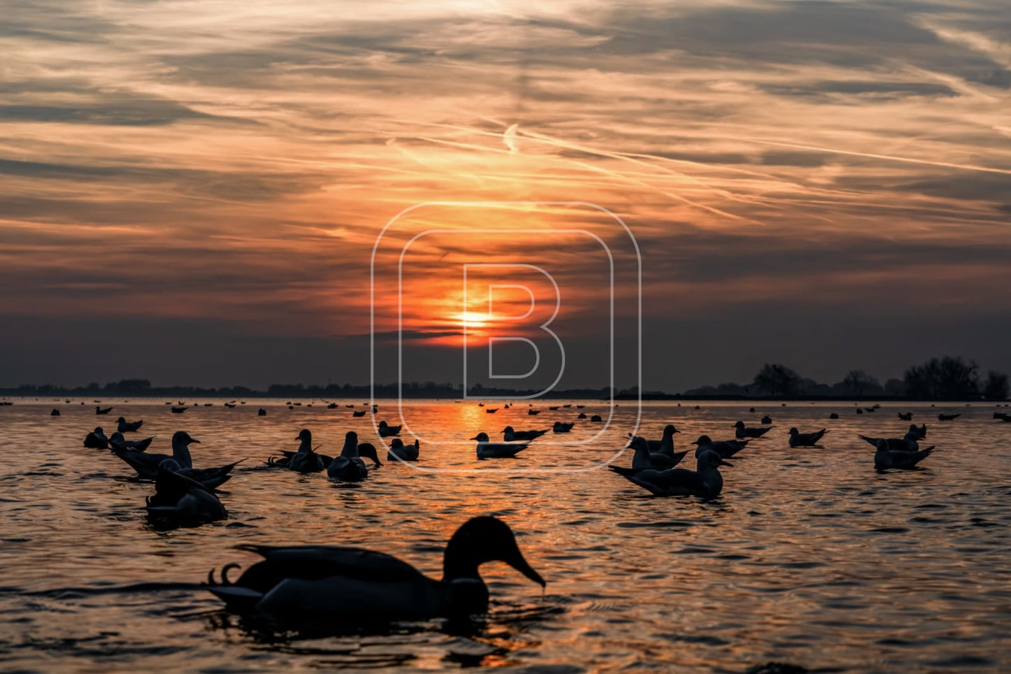 flora_en_fauna_meeuwen_liggend