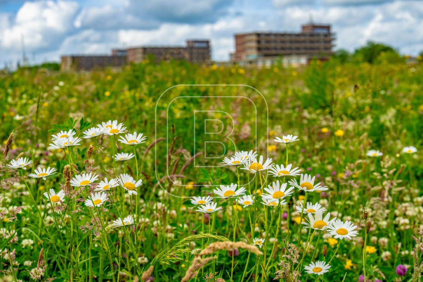 LANDSCHAP_STERFLATS