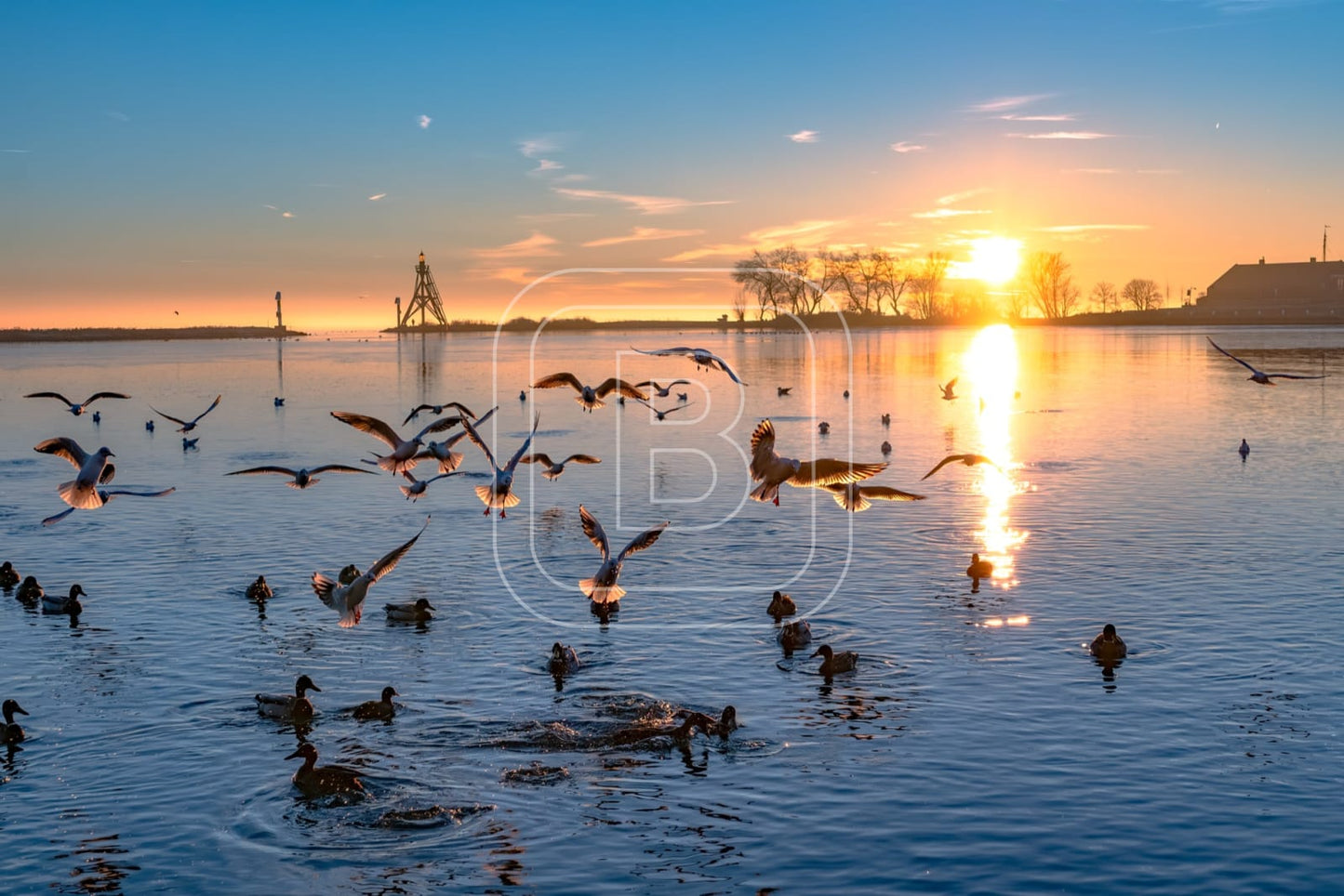 flora_en_fauna_havenlicht_meeuwen_liggend