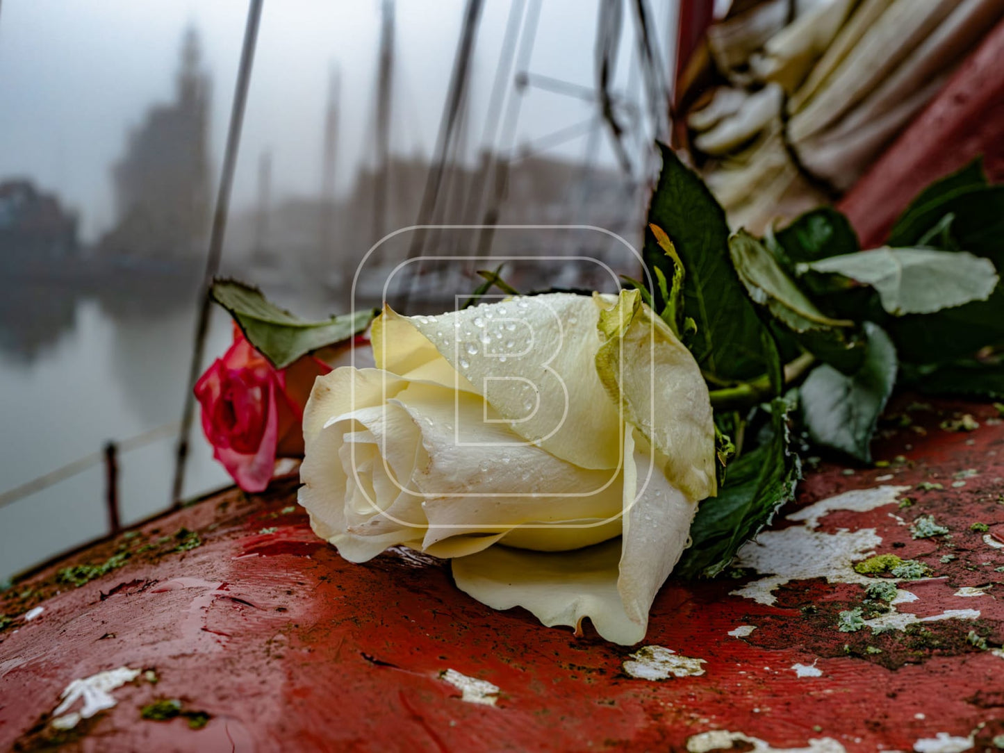 STILLEVEN_HAVEN_ROOS