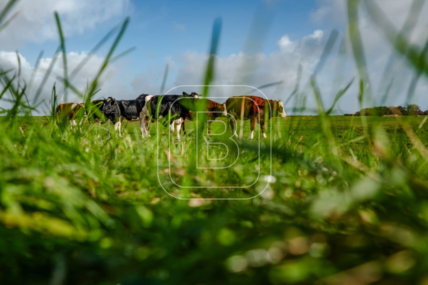 flora_en_fauna_koeien_liggend