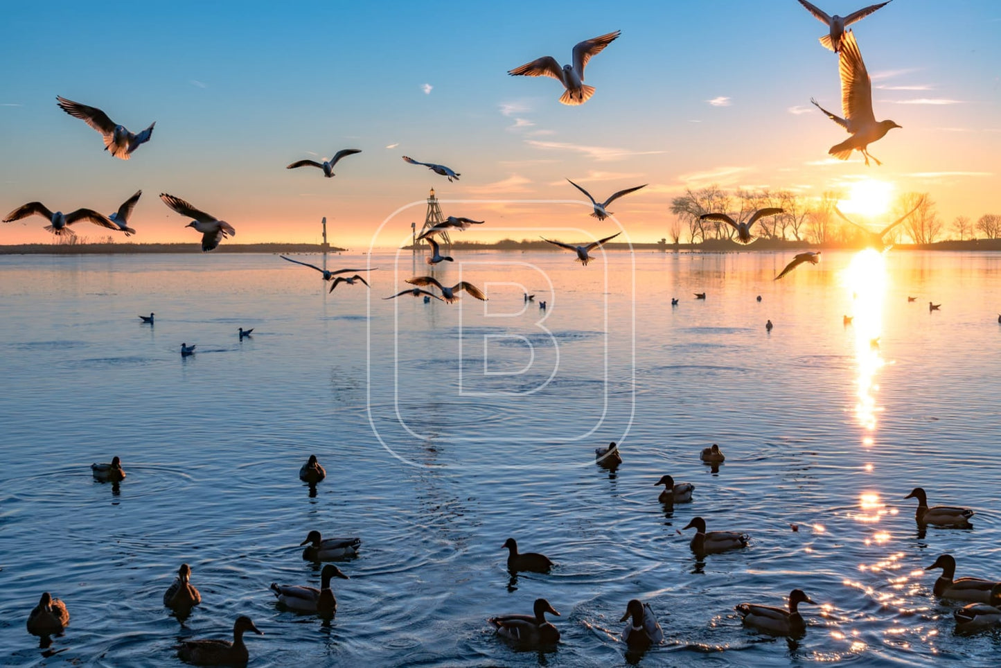 flora_en_fauna_havenlicht_meeuwen_liggend