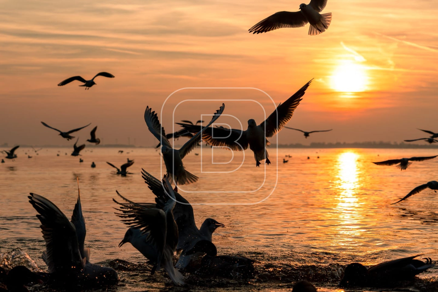 flora_en_fauna_meeuwen_liggend