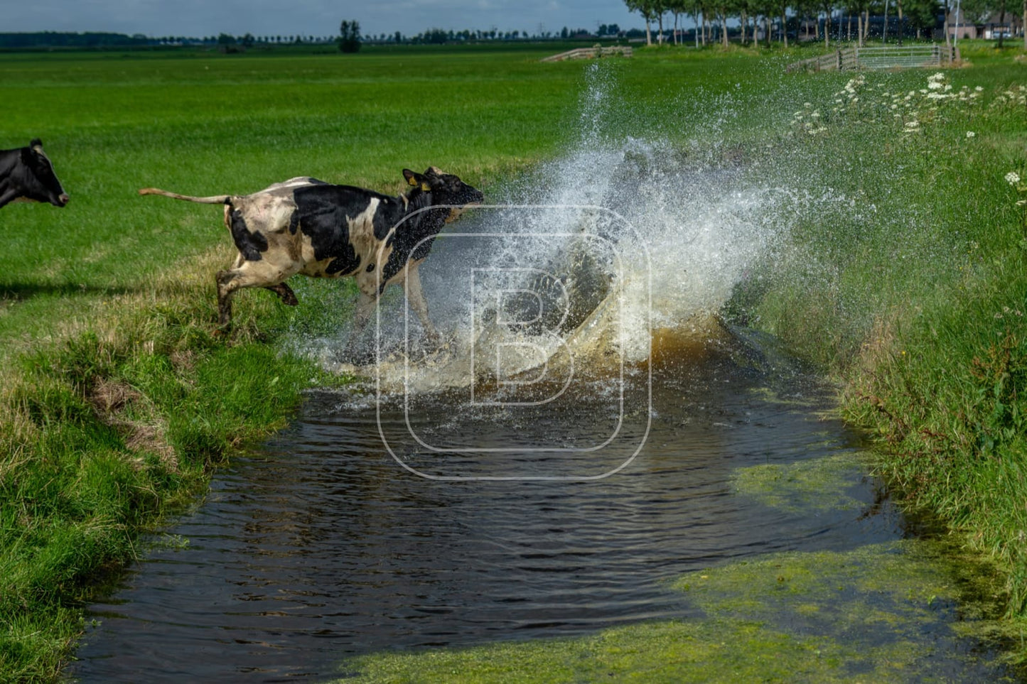 flora_en_fauna_koeien_liggend