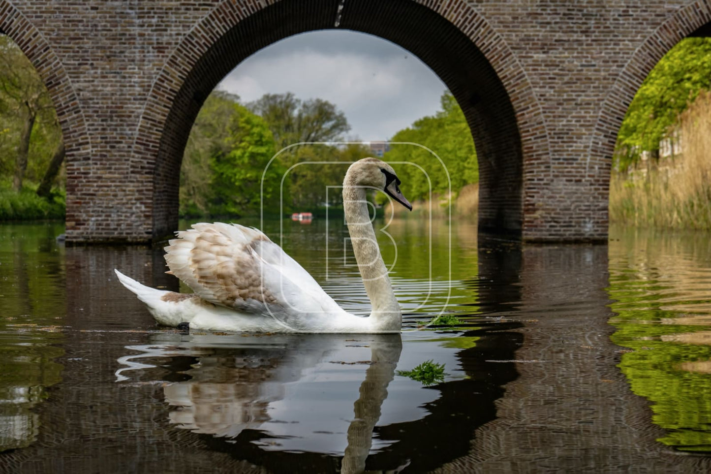 flora_en_fauna_zwanen_draafsingel_liggend