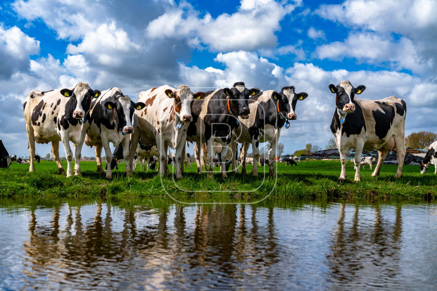 flora_en_fauna_koeien_liggend