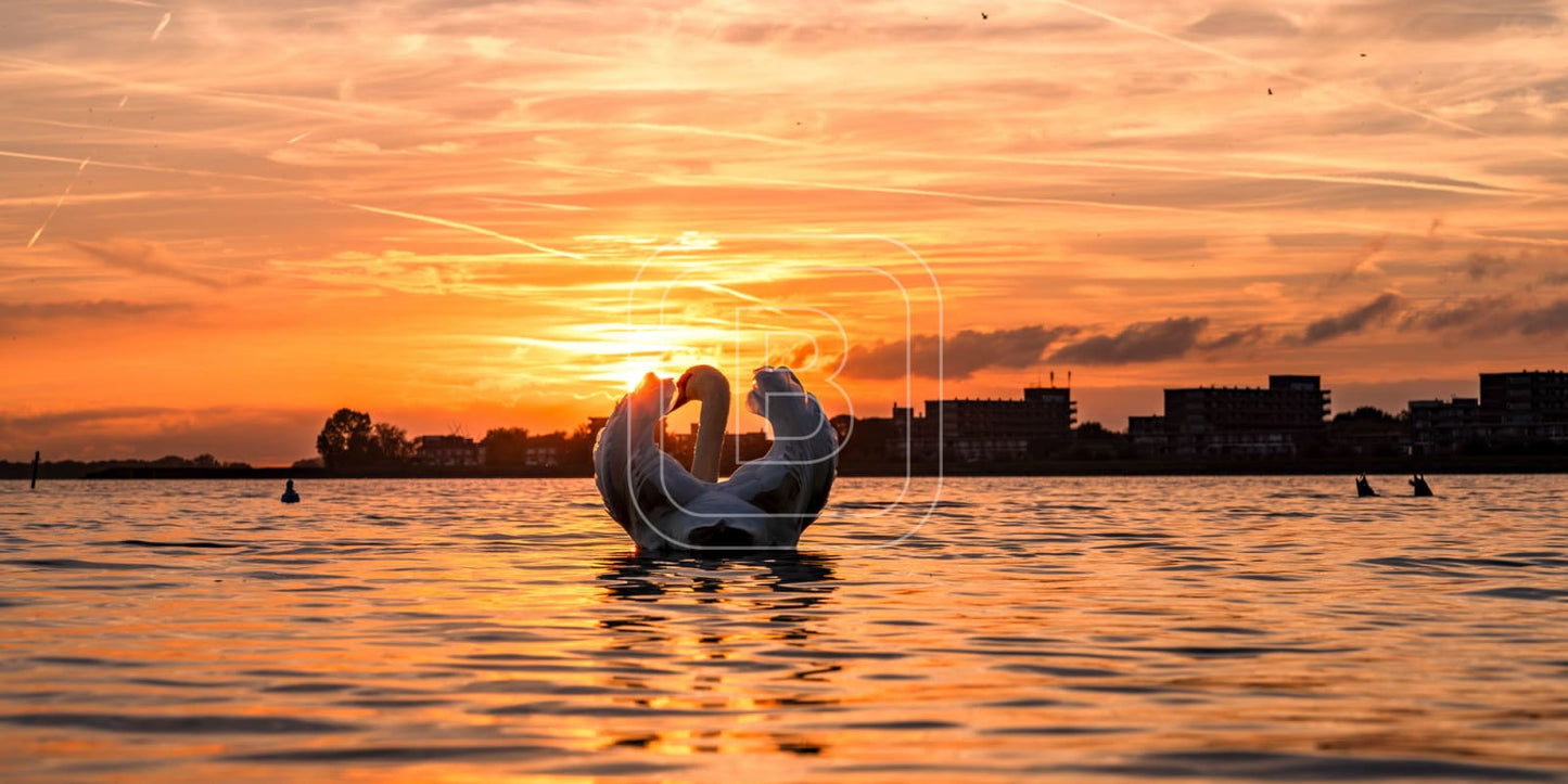 panorama_flora_en_fauna_zwanen_liggend