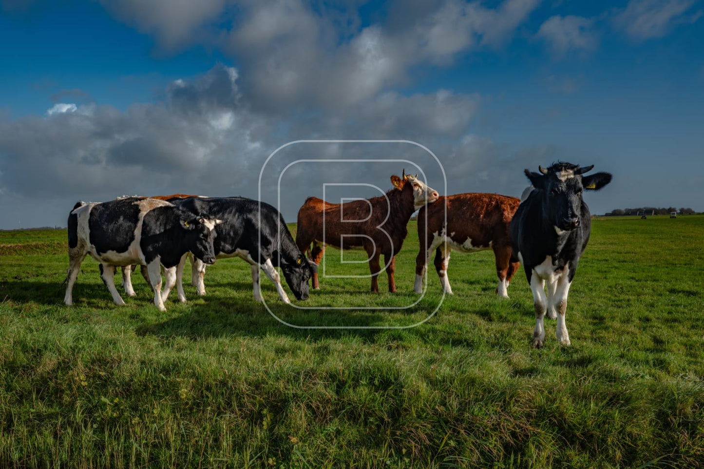 flora_en_fauna_koeien_liggend