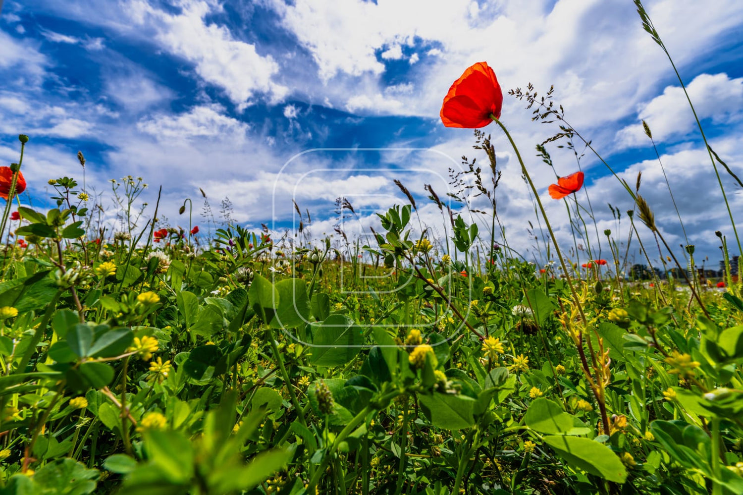 LANDSCHAP_STADSSTRAND