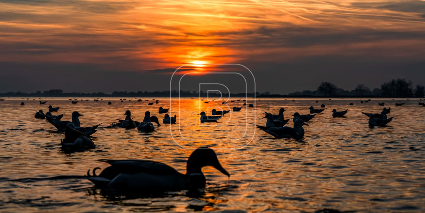 panorama_flora_en_fauna_gevogelte_liggend