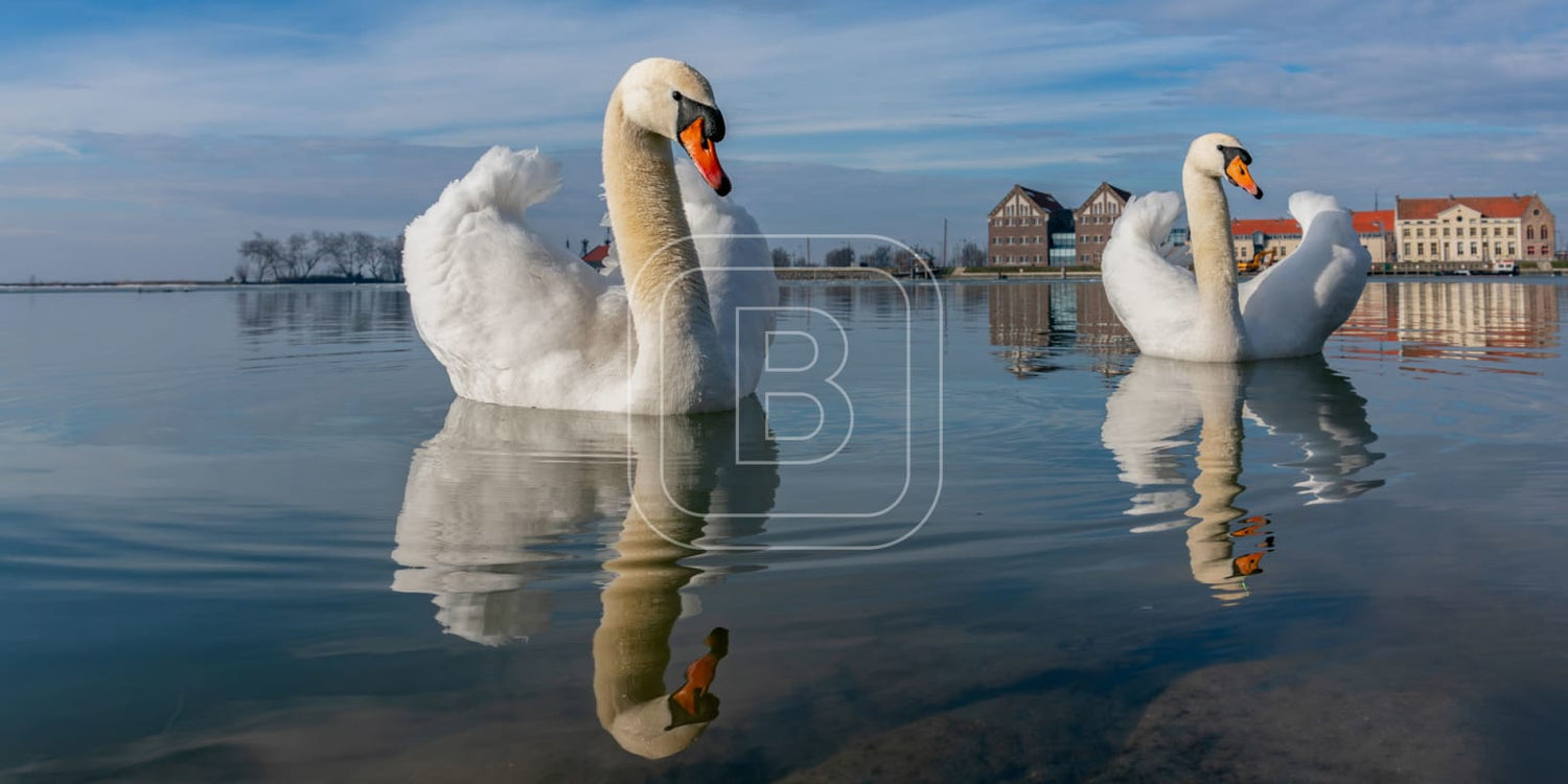 panorama_flora_en_fauna_zwanen_liggend