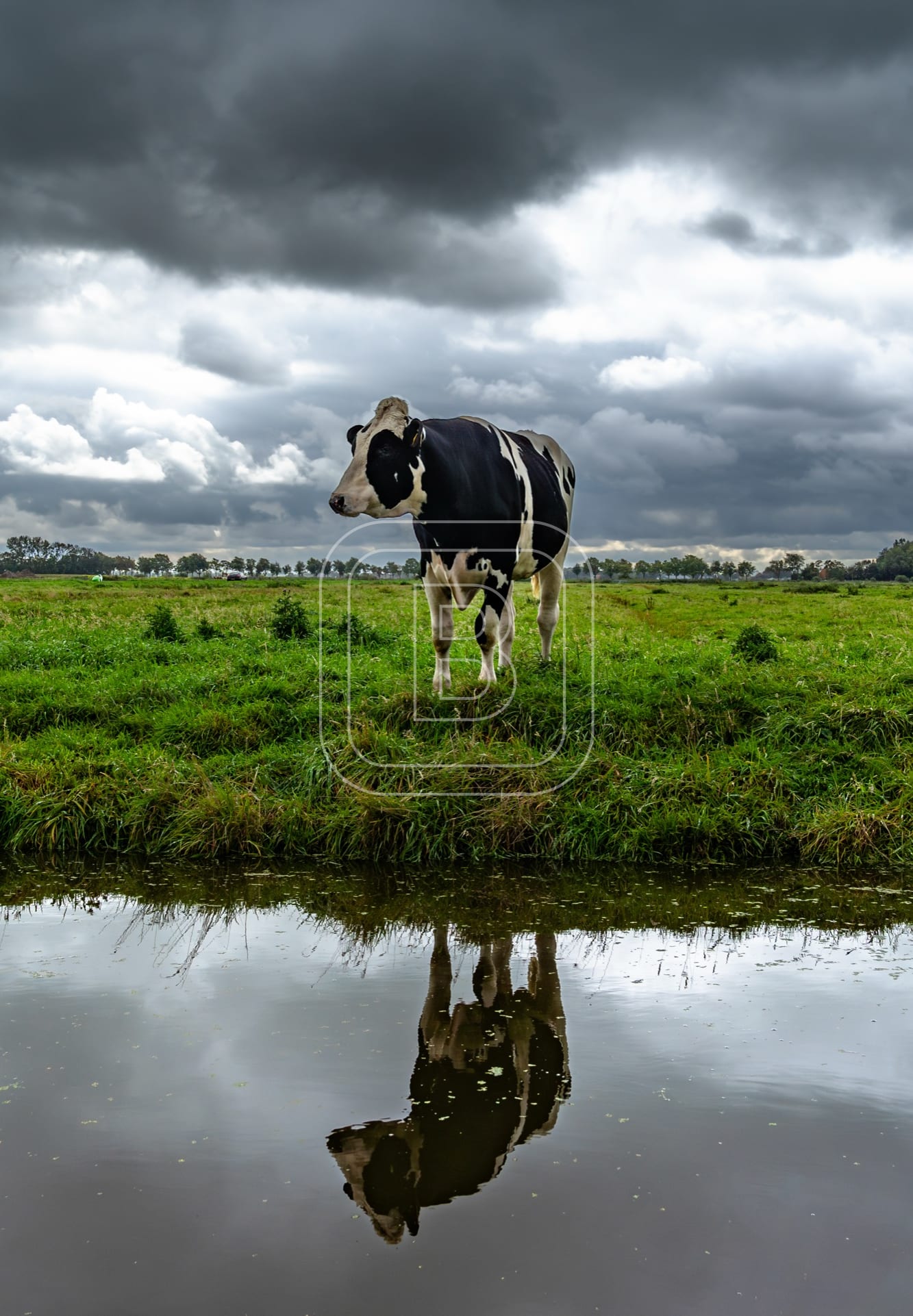 flora_en_fauna_koeien_staand
