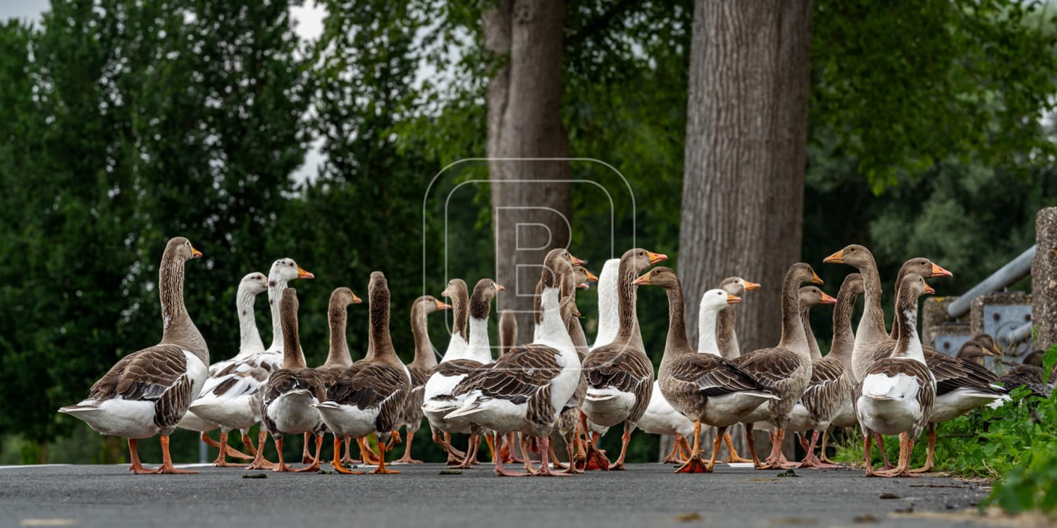 flora_en_fauna_ganzen_liggend