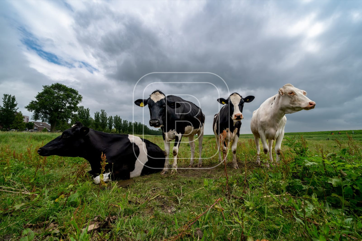 flora_en_fauna_koeien_liggend