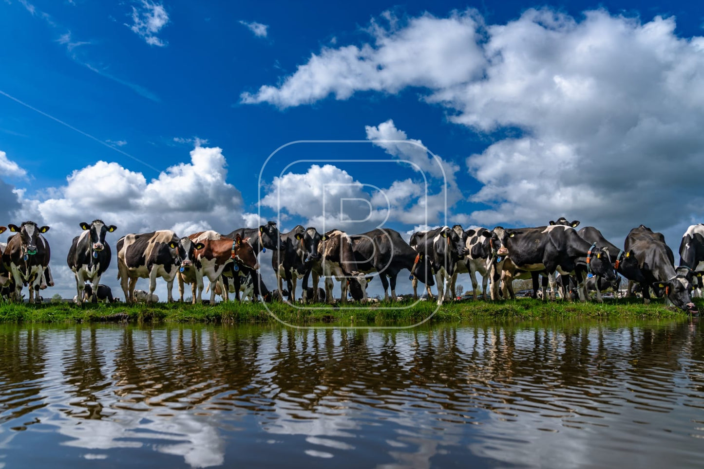 flora_en_fauna_koeien_liggend