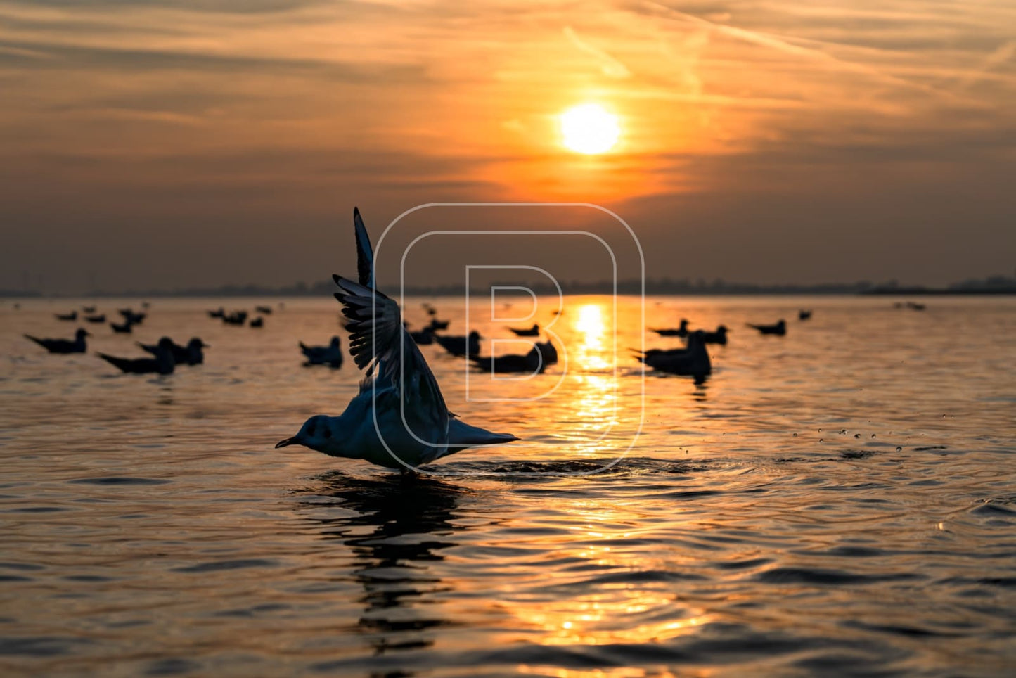 flora_en_fauna_meeuwen_liggend