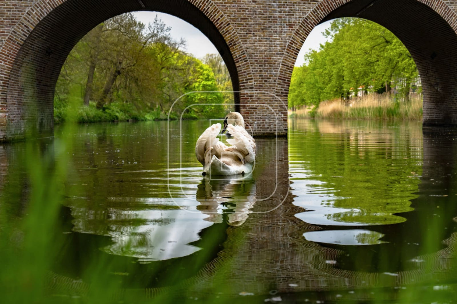 flora_en_fauna_zwanen_draafsingel_liggend
