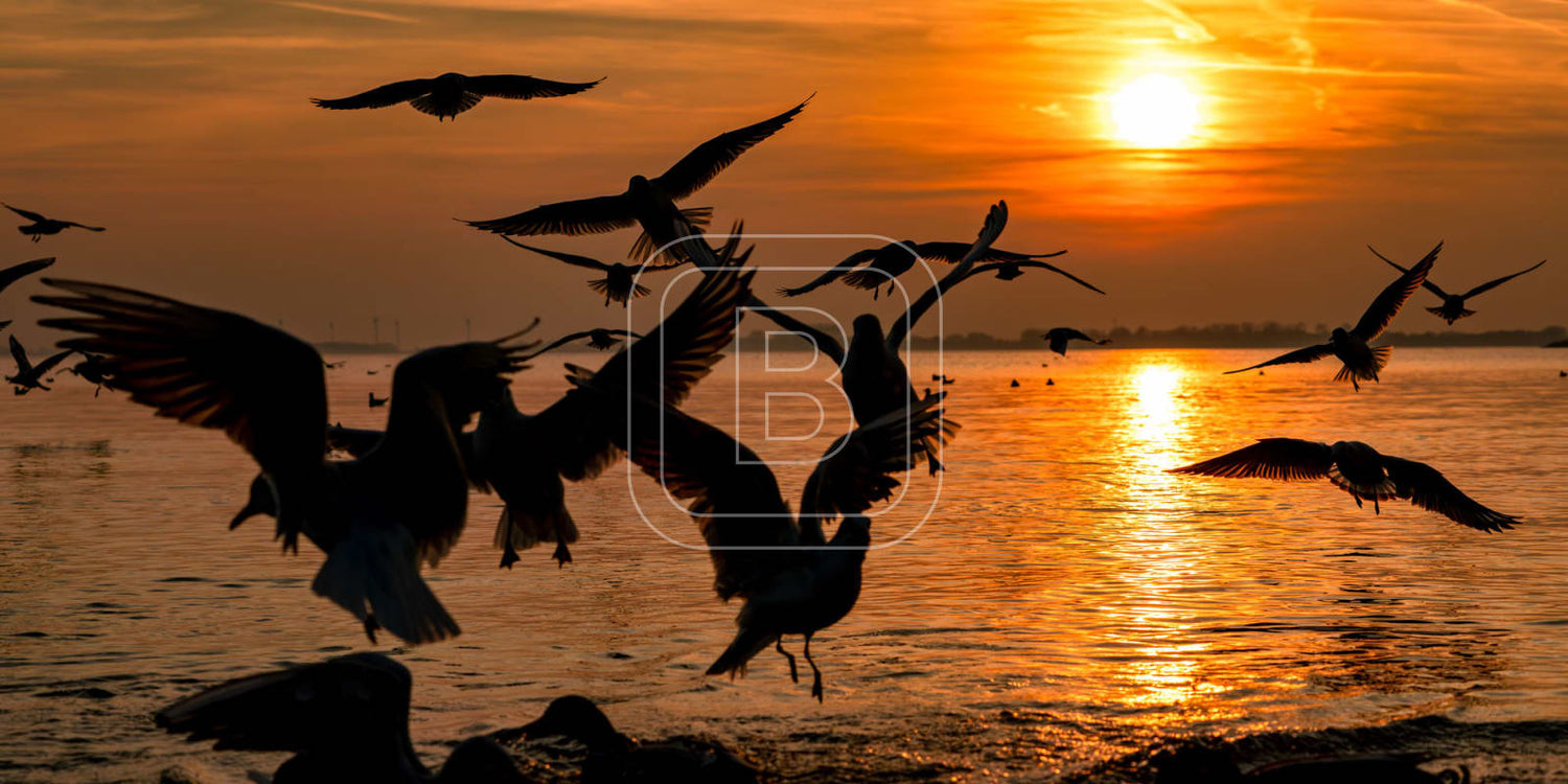 panorama_flora_en_fauna_gevogelte_liggend