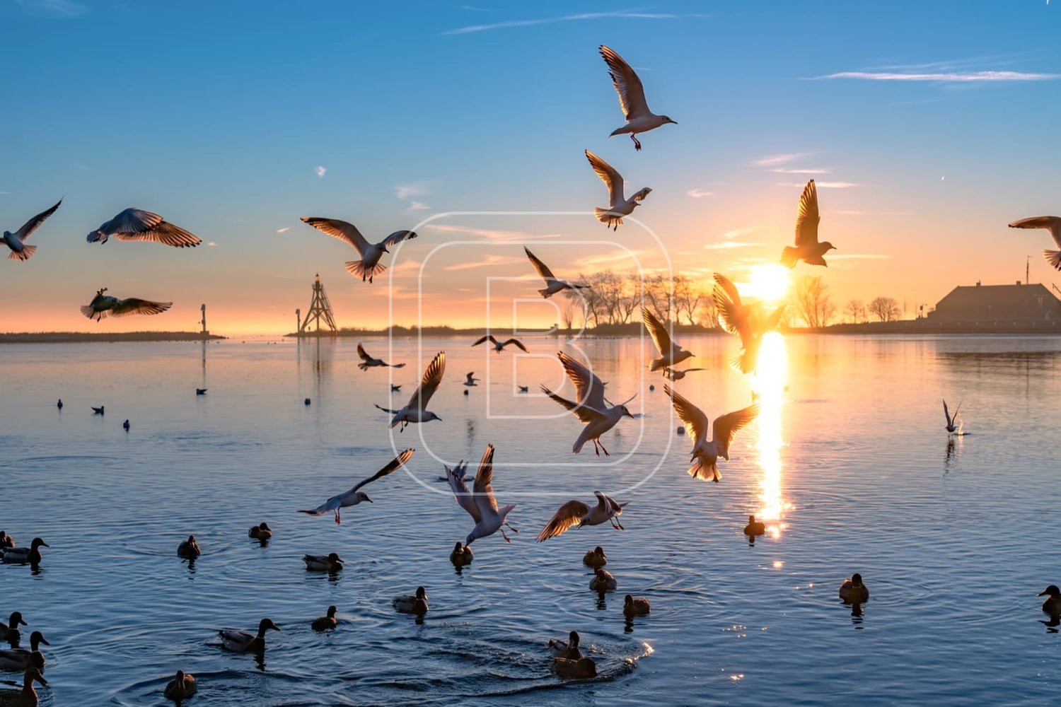 flora_en_fauna_havenlicht_meeuwen_liggend