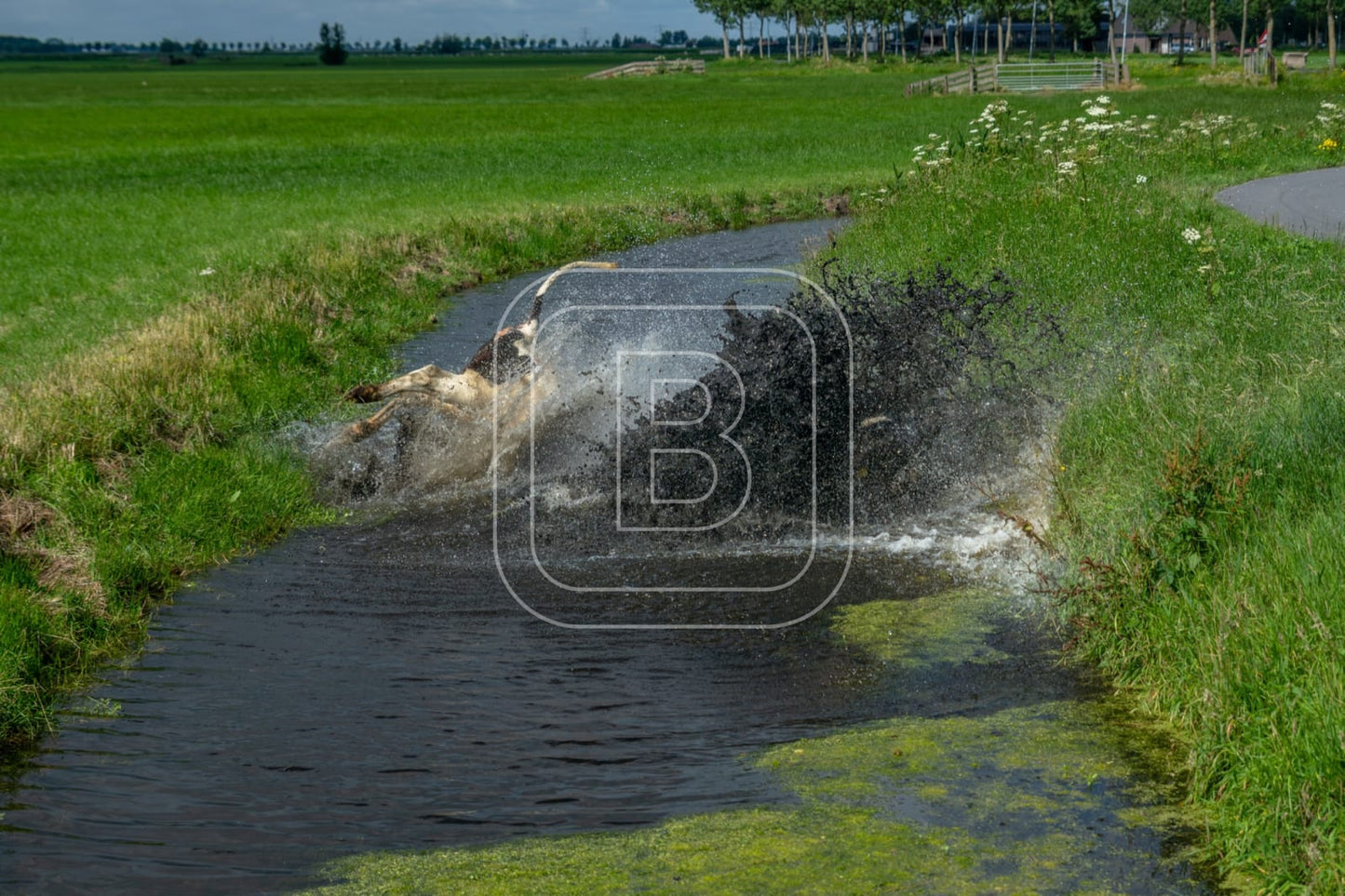 flora_en_fauna_koeien_liggend