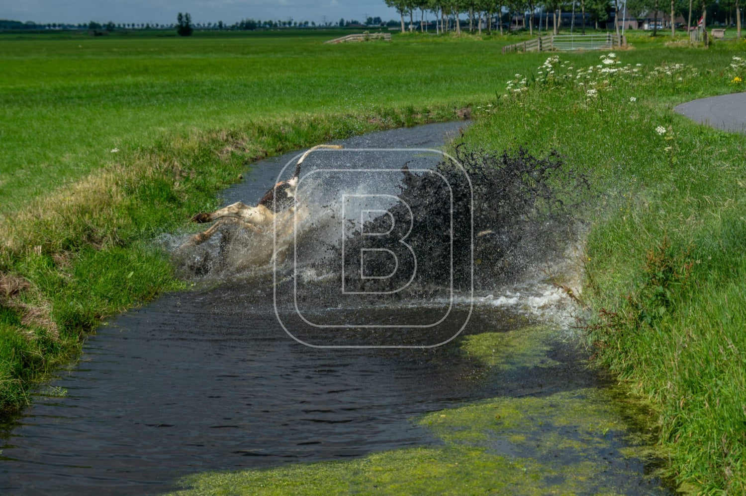 flora_en_fauna_koeien_liggend