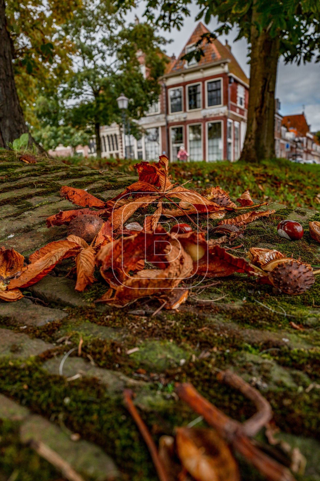 GROTE_OOST_BOSSUHUIZEN