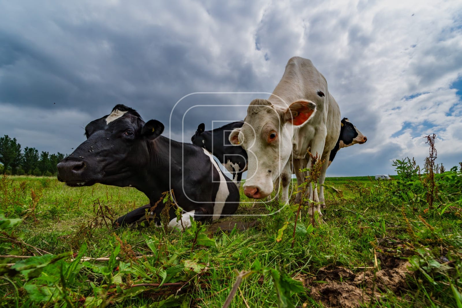 flora_en_fauna_koeien_liggend