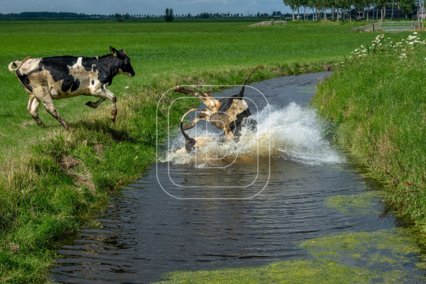 flora_en_fauna_koeien_liggend