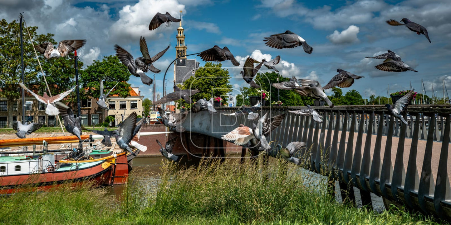 panorama_flora_en_fauna_gevogelte_liggend