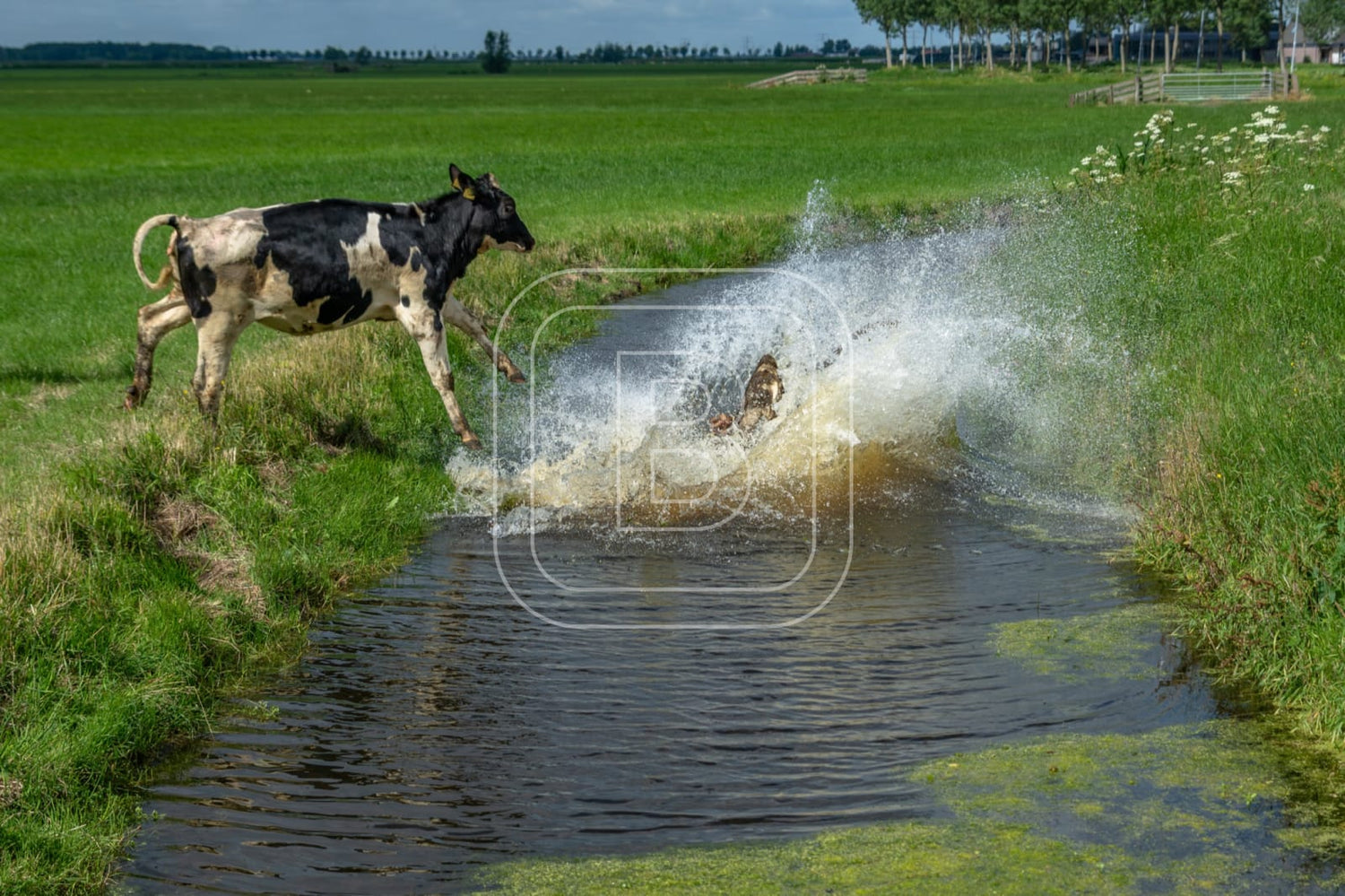flora_en_fauna_koeien_liggend