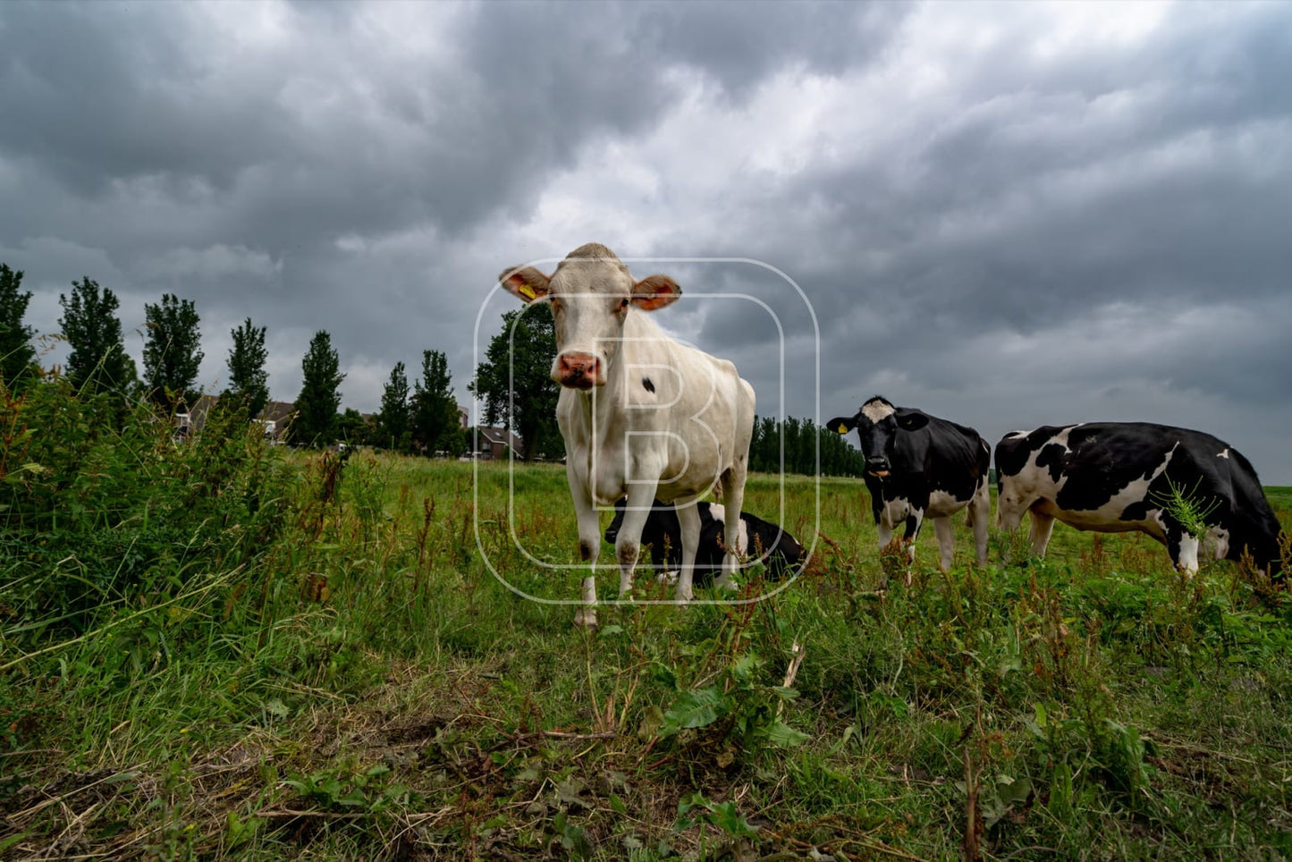 flora_en_fauna_koeien_liggend