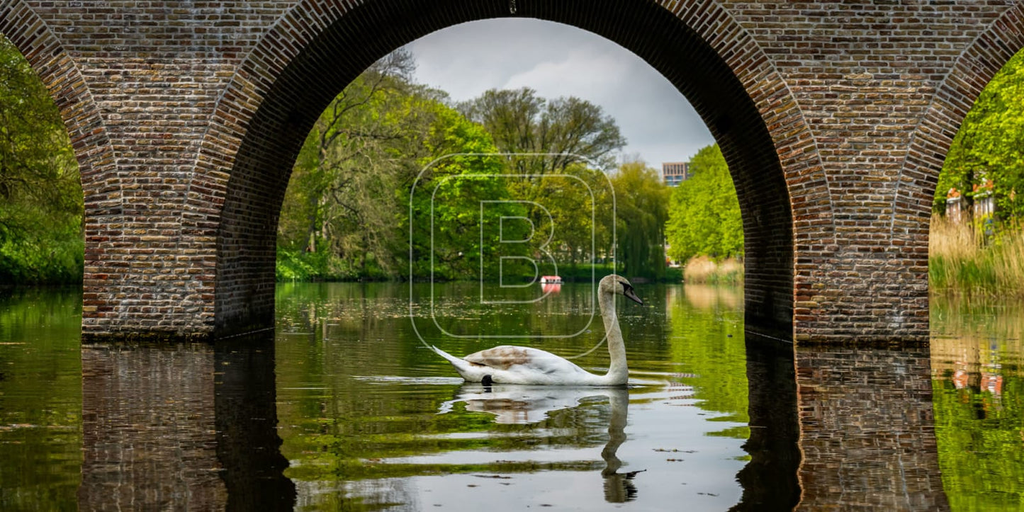 panorama_flora_en_fauna_zwanen_liggend