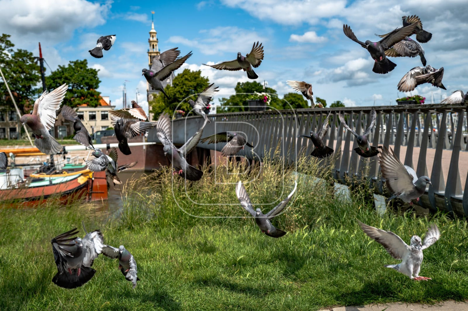 flora_en_fauna_haven_duiven_liggend