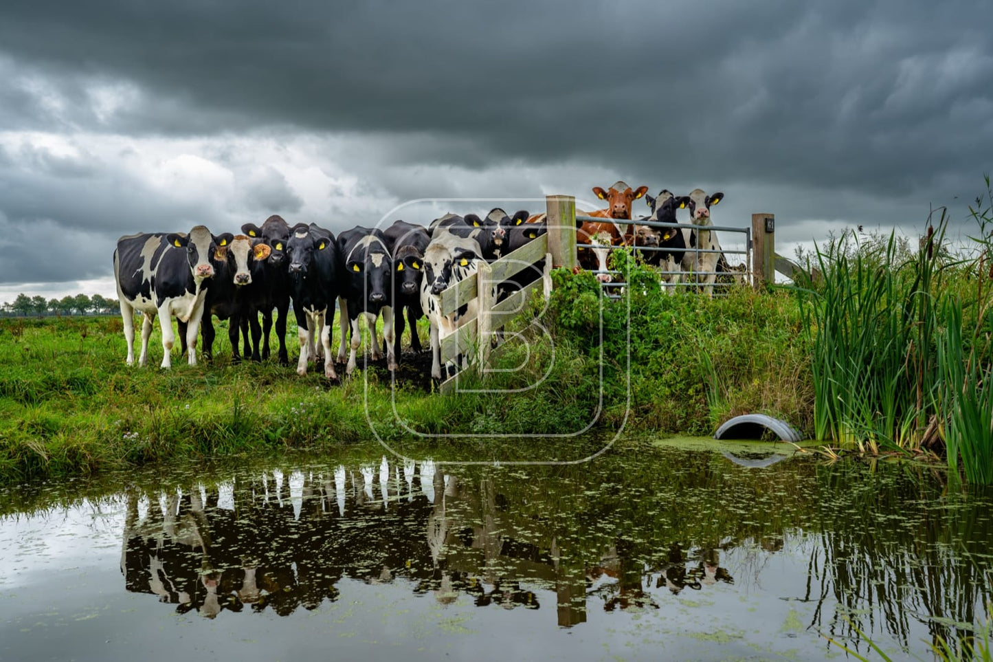 flora_en_fauna_koeien_liggend