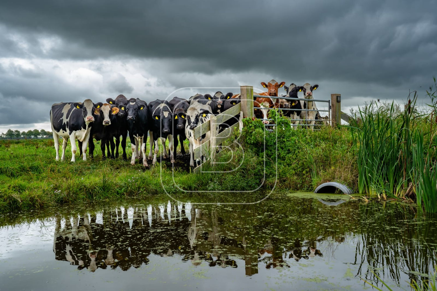 flora_en_fauna_koeien_liggend
