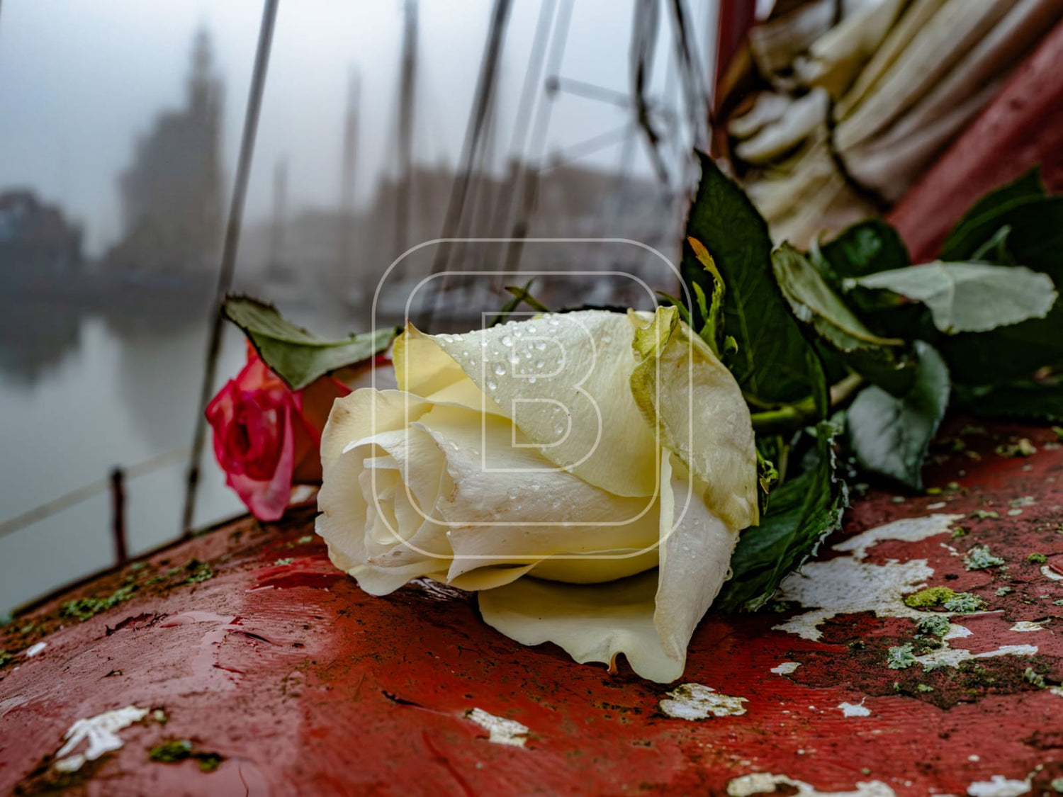 STILLEVEN_HAVEN_ROOS