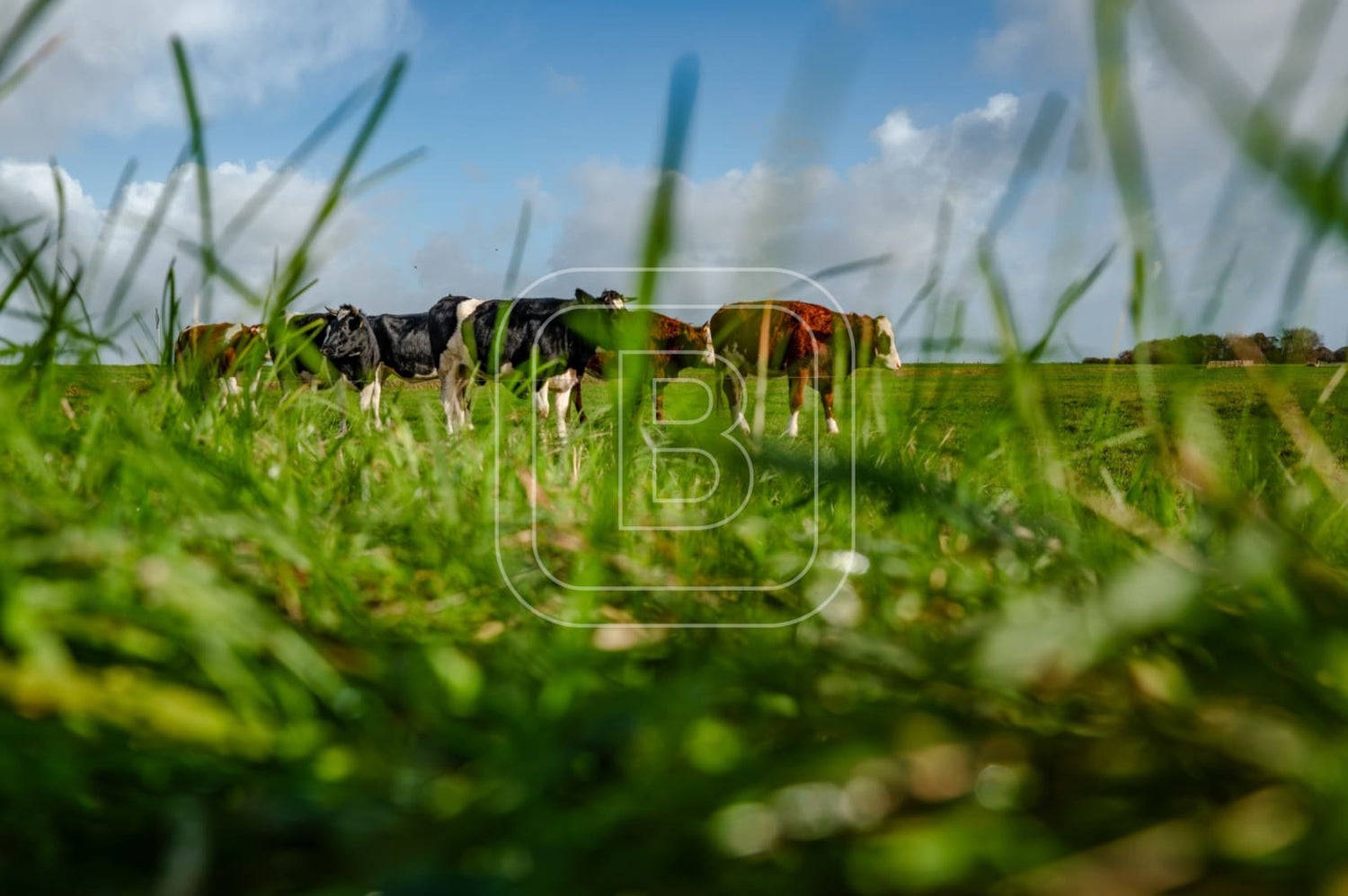 flora_en_fauna_koeien_liggend