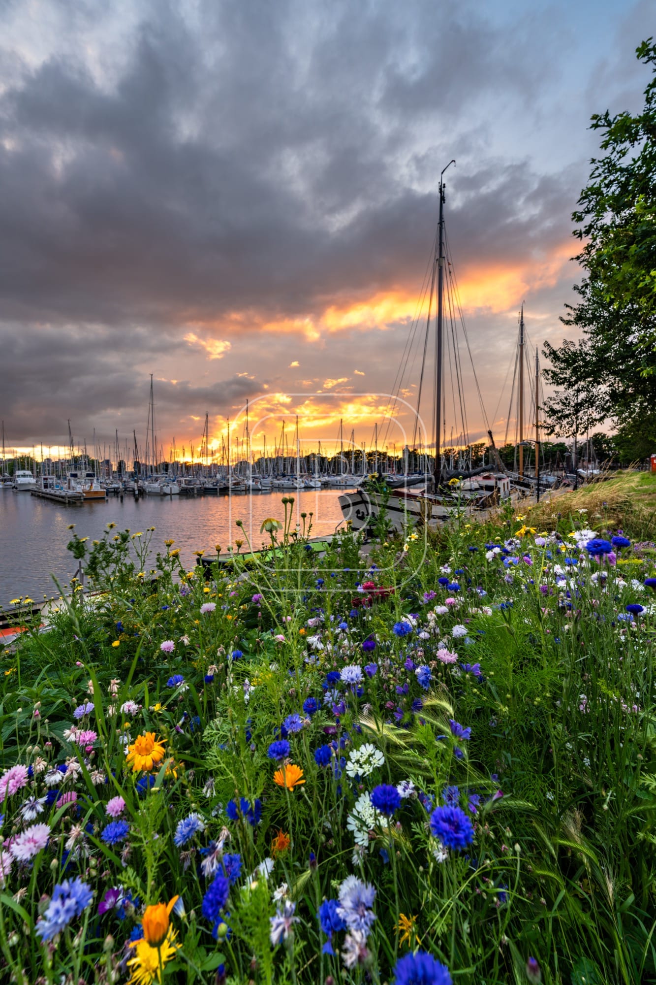 GRASHAVEN_Zonsondergang_BLOEMEN