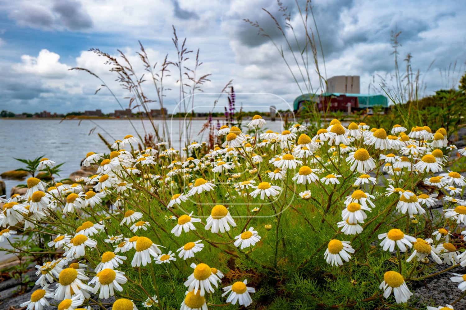 LANDSCHAP_WESTERDIJK_PARK_SCHOUWBURG