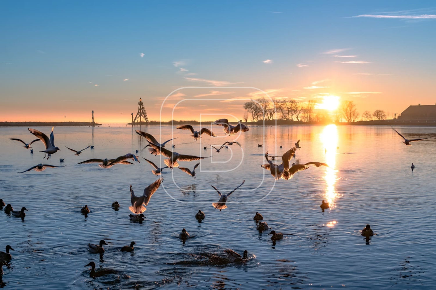 flora_en_fauna_havenlicht_meeuwen_liggend