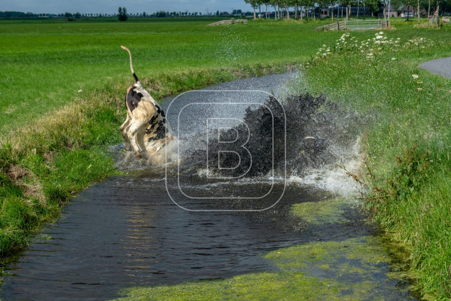 flora_en_fauna_koeien_liggend