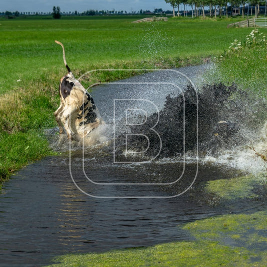 overzicht