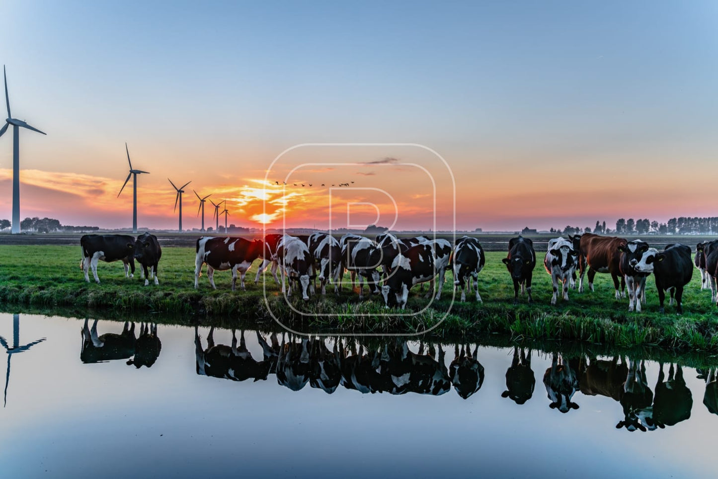 flora_en_fauna_koeien_liggend
