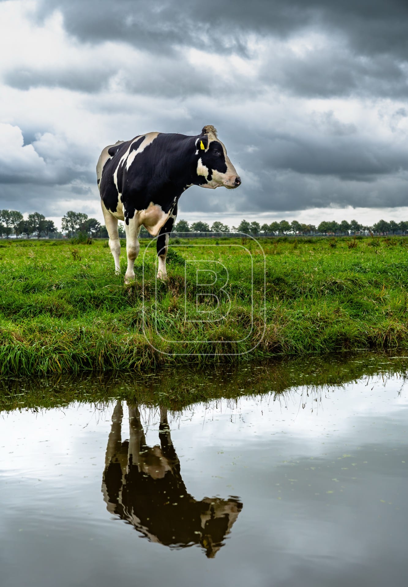 flora_en_fauna_koeien_staand