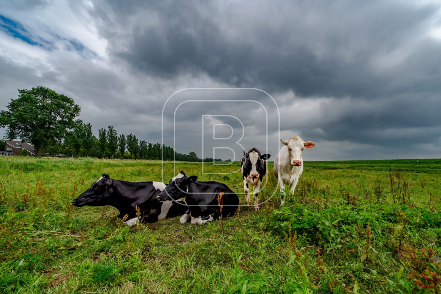 flora_en_fauna_koeien_liggend