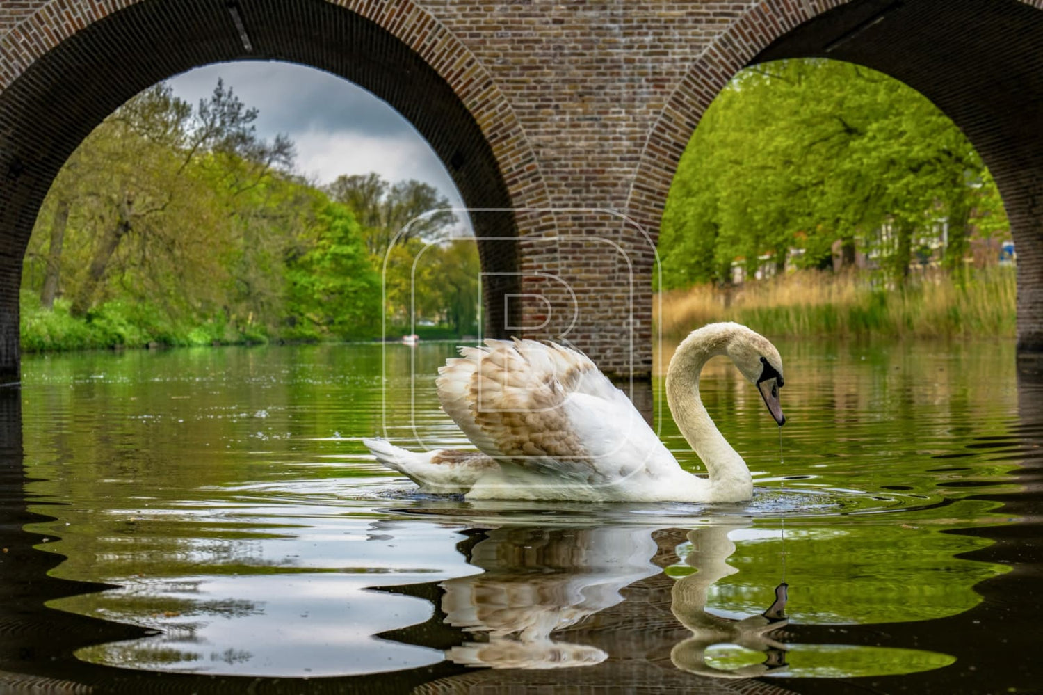 flora_en_fauna_zwanen_draafsingel_liggend
