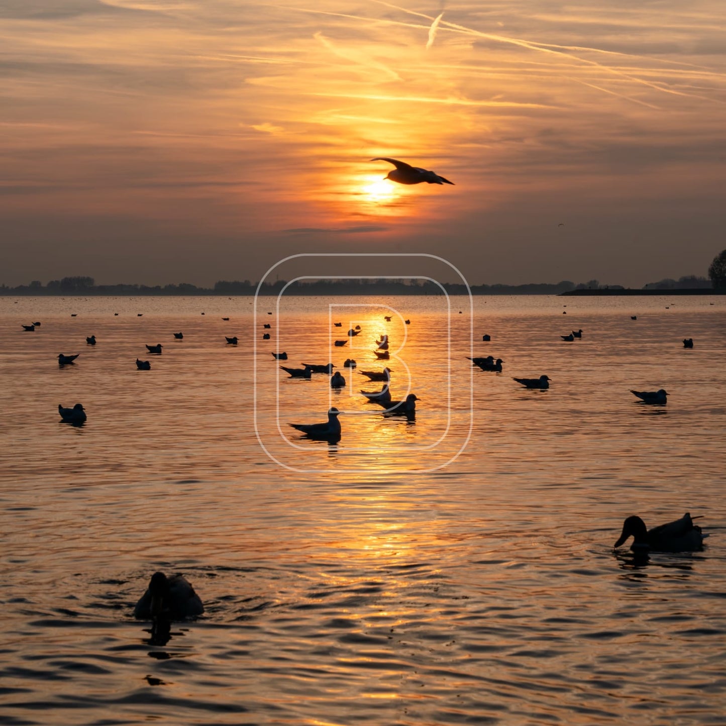 flora_en_fauna_meeuwen_vierkant