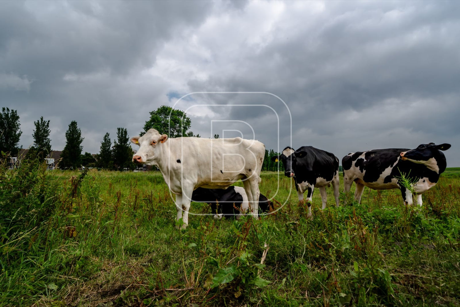flora_en_fauna_koeien_liggend