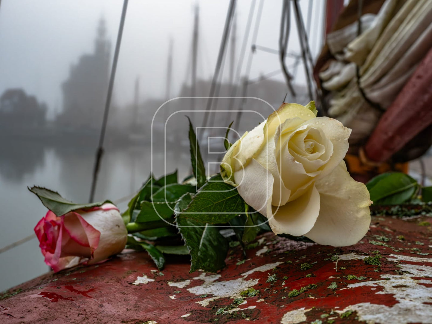 STILLEVEN_HAVEN_ROOS